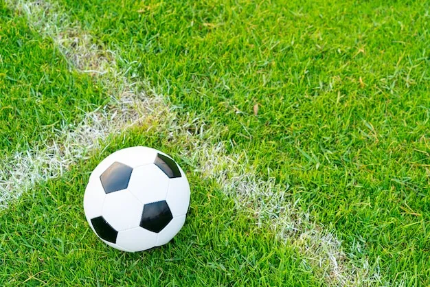 德甲直播体育 体育盛况